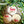 Floral 3D Baby Milestone & Announcement Disc Set